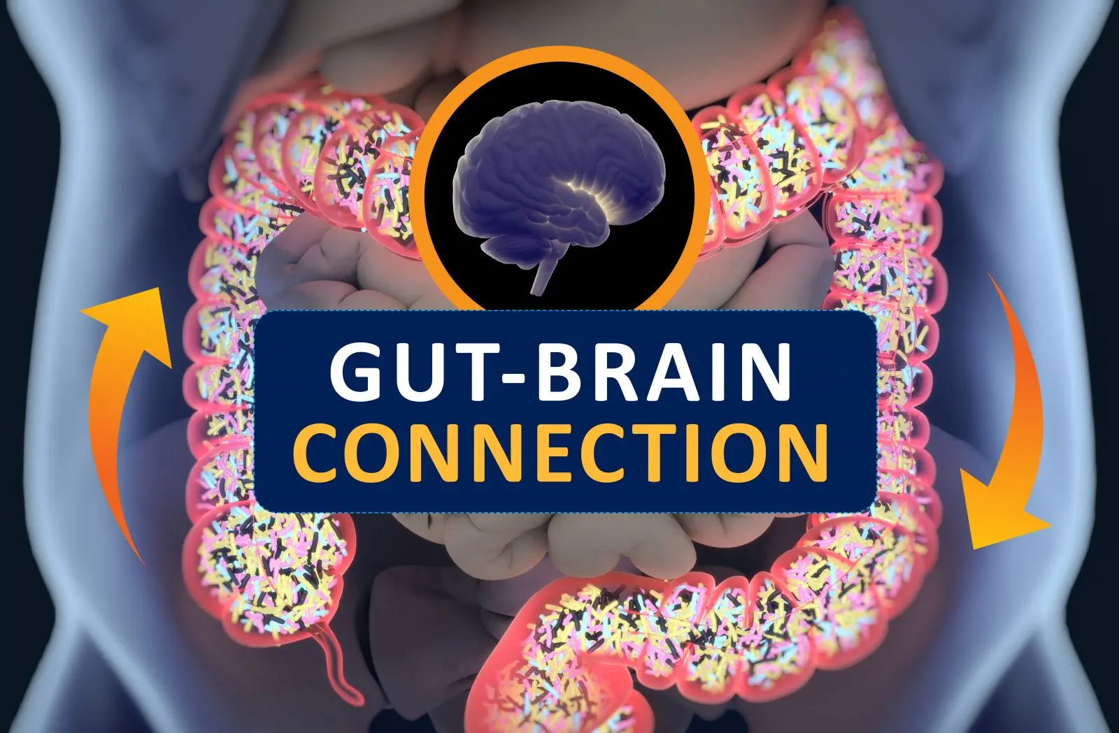 Illustration depicting the gut-brain connection, highlighting the communication pathways between the brain and intestines, overlaid on an anatomical image that emphasizes gut health.